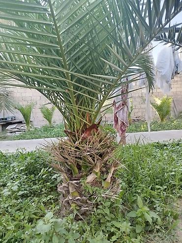 palma gülü: Xurma (xurma xurması) palmaları – peyzaj üçün dekorativ iri kollar — 6