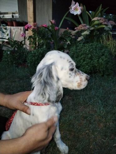 Psi: Na prodaju Štenad engleskog setera. Ovi predivni stenci su šampionskog — 9