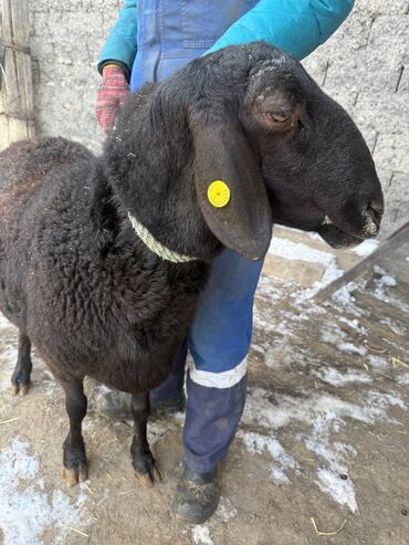 Бараны, овцы: Продаю | Баран (самец) | Эдильбаевская | Для разведения — 11