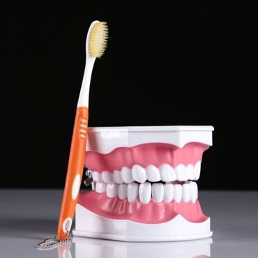 реставрация зубов: Макет "Челюсти человека" 12*9см Бесплатная доставка по всему КР Цена