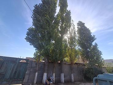 павлония купить: Саженцы — 2