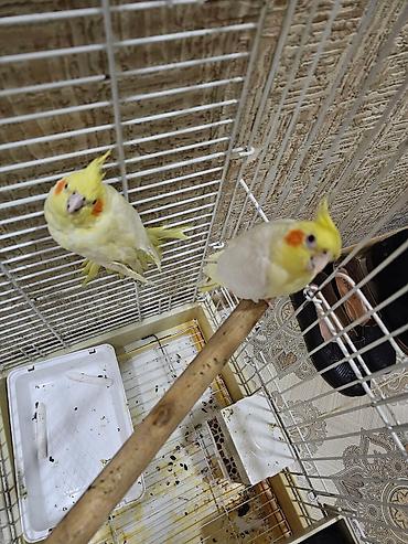 bala: Hazır cüt satılır, yumurta ustündə yatır 20 günə bala çıxaracaq — 5