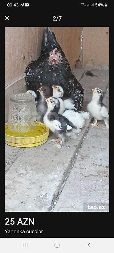 cücələrin satışı: Yaponlalar yaxwi cinsdi artimlidi cinsdi.hal hazirda 12 cuce var kim — 5