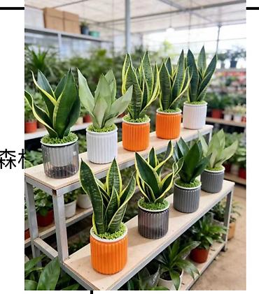 Аглаонемы: Корица дерево в идельном виде Комнатные растения в декоративных кашпо — 65