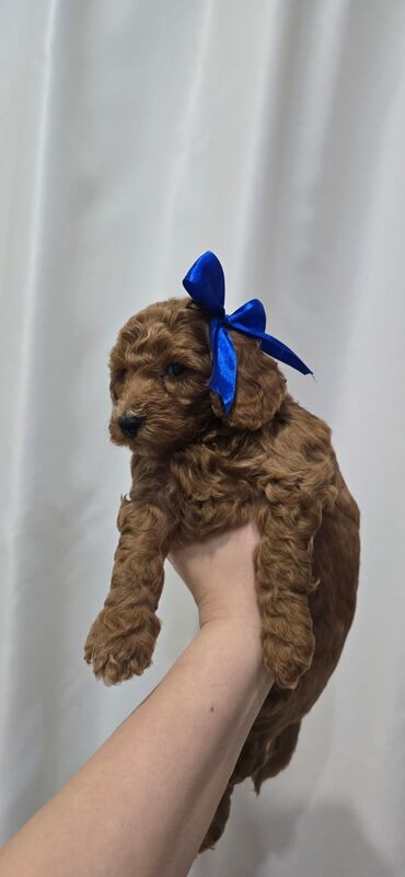 İtlər: Pudel, 1 ay, Dişi — 7