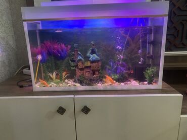 Akvarium aksessuar və ləvazimatları: Salam tecili satılır 5 balıq ici daxili her şey 2 aydı alınıb problem