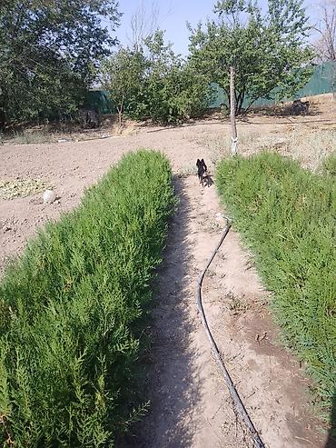 Туя: Туя — 11