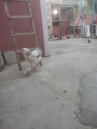 brama cuceler: Toyuq, Brama, Damazlıq — 4