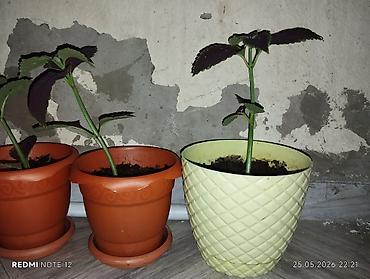 ev bitkisi: Kolyoz (Coleus) dekorativ yarpaqlı otaq bitkisi – qablarda şitillər və — 8