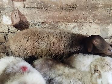 sərab çoban iti: Erkək, Qala, il: 2, Damazlıq, Ödənişli çatdırılma — 1