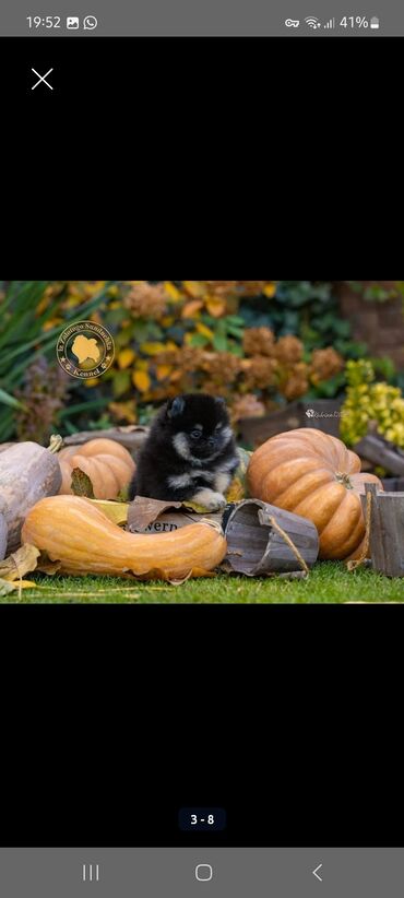 Продажа собак: Шпиц, 3 месяца, Самец, С прививкой, С родословной — 9