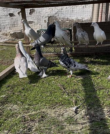 Göyərçinlər: Tek tek de satılır optavoyda — 2