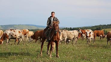 кызыл бирдик: Малчы керек уй караганы айлык маянасы жакшы — 1