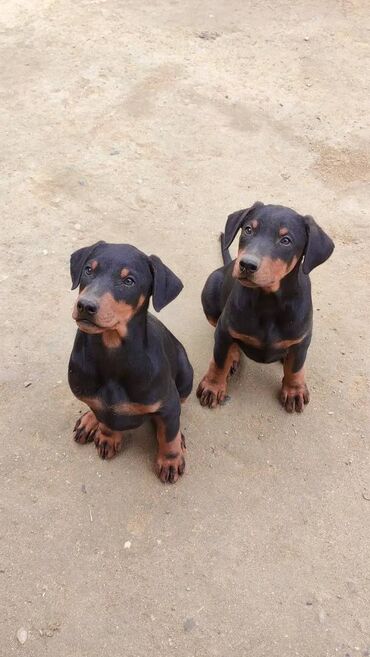 doberman satışı: Doberman, 2 ay, Erkek, Peyvəndli, Ödənişli çatdırılma