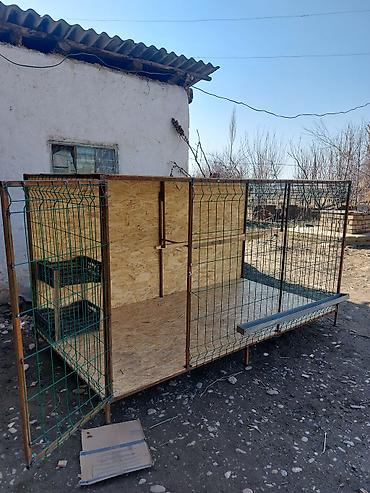 Куры, петухи: Продаю | Петух — 8