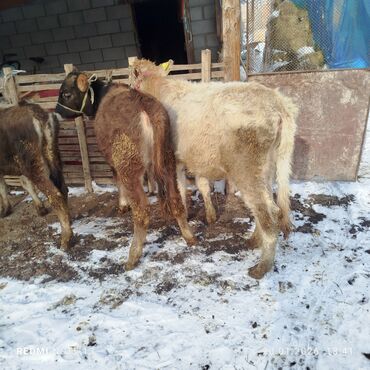 Коровы, быки: Продаю | Тёлка | На откорм | Привязанные — 12