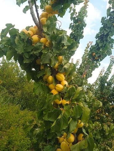 Tinglər: Telman Tingçilik – meyvə və ağac tingləri QEYD. şekildeki meyveler — 5