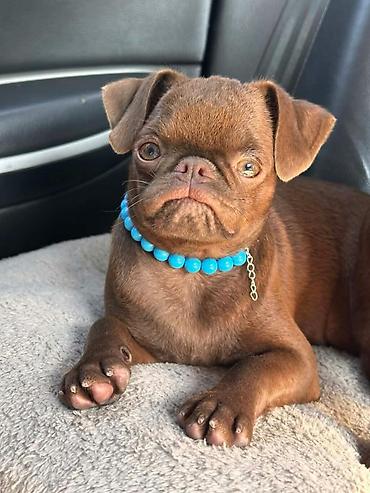 Petit Brabançon (Smooth Brussel Griffon) štenci u retkim i veoma — 5