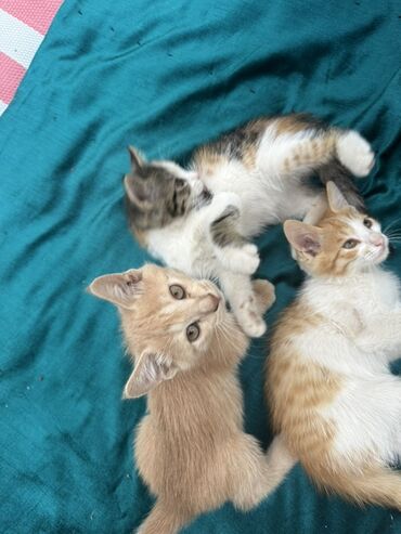 Продажа кошек: Очаровательный котенок с мягкой шерстью и любознательным взглядом — 4