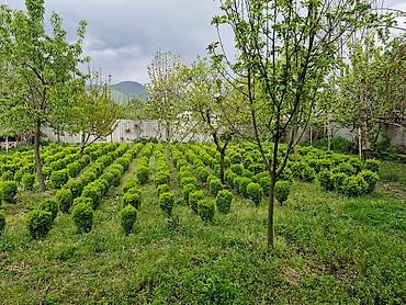 agac satisi baki: Buxus (şimşir) dekorativ kolları – formal heykəllər və canlı hasarlar — 6