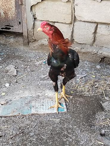 xoruz şəkli: (xoruz)

Təsvir:satlr xoruz 3 meydani olub 3de qelebe bir gozu kordu
- — 3