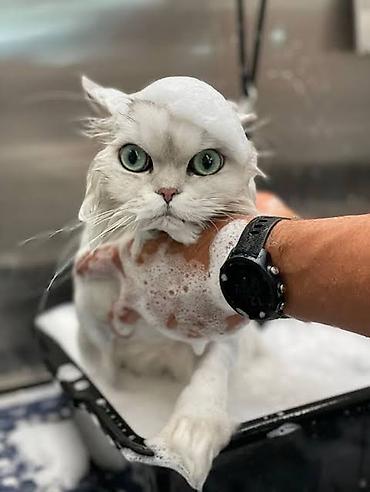 Təmizlik xidmətləri: Pişiklərin 🐈 bit birədən təmizlənməsi + çimizdirilməsi + qurulama + — 4