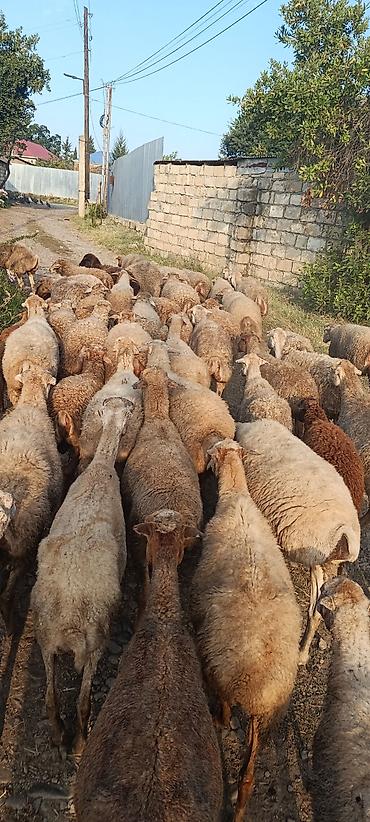 hereti xoruz sats: Salam 50baw boyuk 3dene bala. cemi 53eded tecili satilir — 2