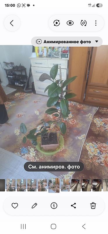 Банкетки: Сандык ак свете бархад 6000 сом тощок 4шт 5000 сом каречнывый сандык — 8