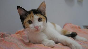 сиямский кошка: Кошка даром: Беспородная, 4 месяца, Девочка — 3