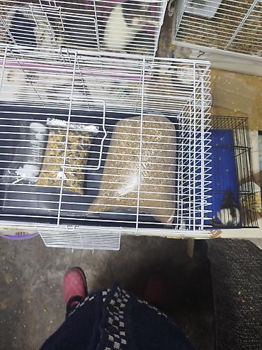 Крысы: Продам маленьких крысят Рэксов . Есть в продаже клетки поильники — 11