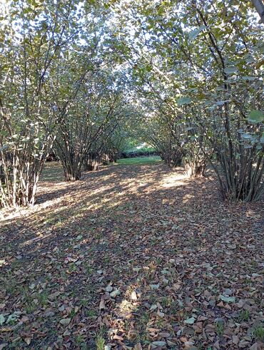 Torpaq sahələrinin satışı: Kənd təsərrüfatı — 13