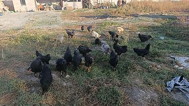курицу: Продаю | Куры | Домашняя | Для разведения — 1