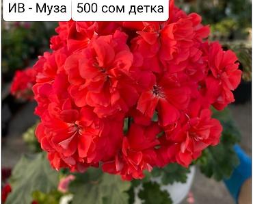 Герани и пеларгонии: Пеларгонии (герани) сортовые — детки в стаканчиках. Доступные сорта — 24