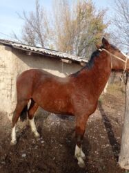 сколько стоит кролик домашний: Сатам | Тай | Аргын, Англиялык | Көбөйтүү үчүн, Ат спорту | Асыл тукумдуу