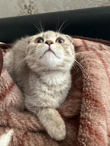 Aş qazanı: Şotland