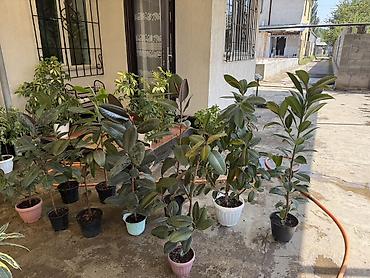 Фикусы: Фикусы каучуконосные (Ficus elastica) в горшках - Разные размеры: от — 1