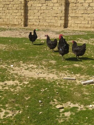 bildircin yumurtasi: Toyuq, Australorp, Yumurtalıq