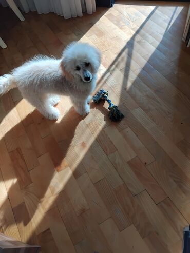 İtlər: Pudel — 22