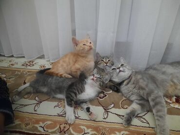 котик в добрые руки: Шиншилла, Самец, Самка, В добрые руки, Самовывоз, Платная доставка