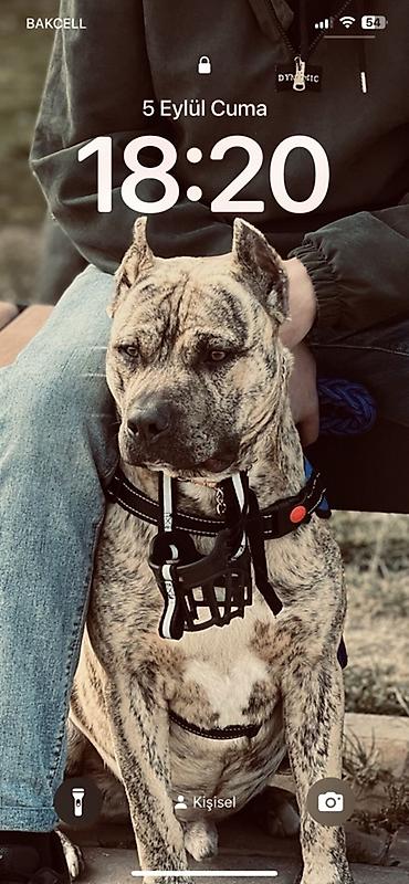 pitbul gence: Salam Pitbull big monster balalar 35 günlükdür qurd dermanlari verilib — 9