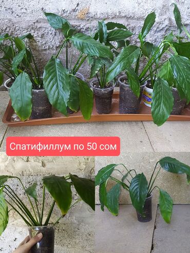 туулган кунго гулдор фото: Цветы комнатные, все чистые, здоровые
названия и описание на фото