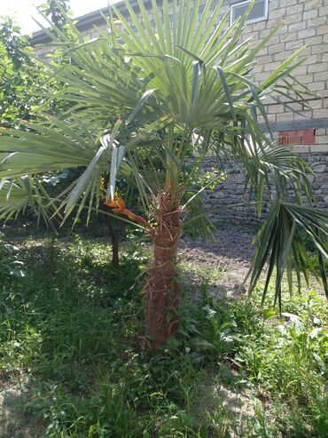 ananas ağacı: Palma ağacları satılır.Qiyməti razılaşma yolu ilə