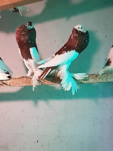 Pişiklər: Pişiklər — 6