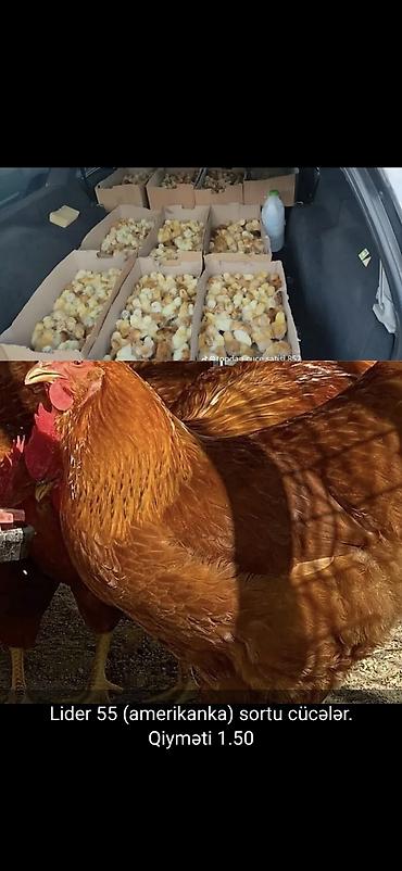 ordek yumurtası satışı: Toyuq cücələri, Damazlıq, Ünvandan götürmə, Ödənişli çatdırılma — 6