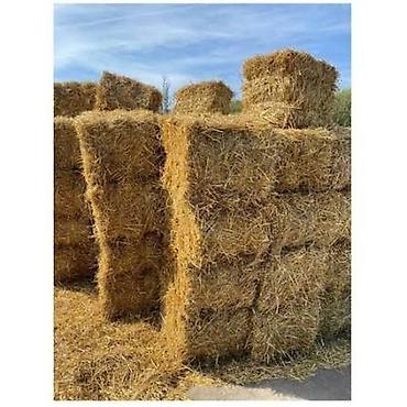 Другие животные: Продаю! 🌾Солому ячменную, тюки большие, сухие лежат под навесом — 1