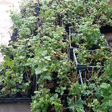 Роза: Продаю саженцы роз.Вьющийсяминирозы .куставые — 2