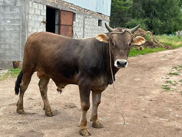 сколько стоит корова 2023: Сатам | Бука (эркек) | Жасалма уруктандырылган