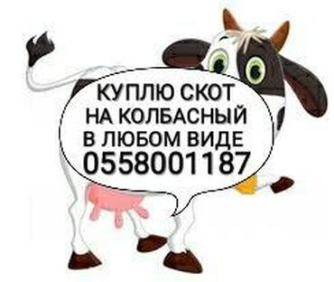 Животные - Беловодское: Принимаем в колбасный цех скот любой упитанности и возраста. дорого