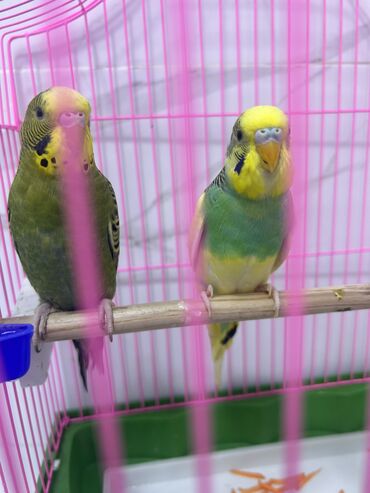 домашняя птица: Продаю волнистых попугаев с клеткой в полном комплекте. 2 попугая