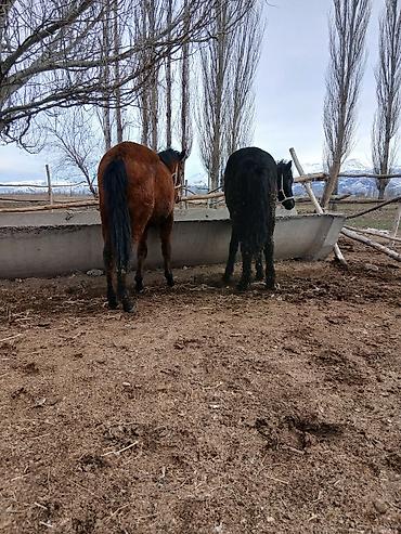 Лошади, кони: Продаю | Жеребенок | Полукровка | Рабочий — 9